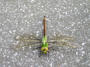 istock dragonfly